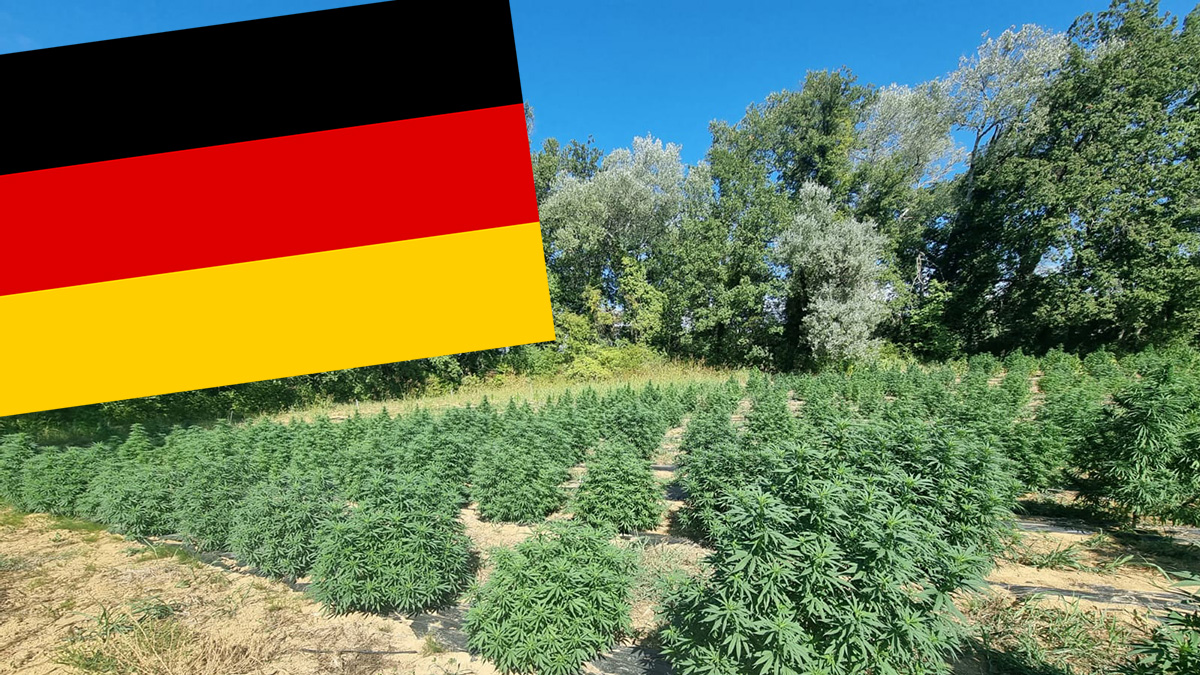 cbd-seed-europe-growing-hemp-in germany