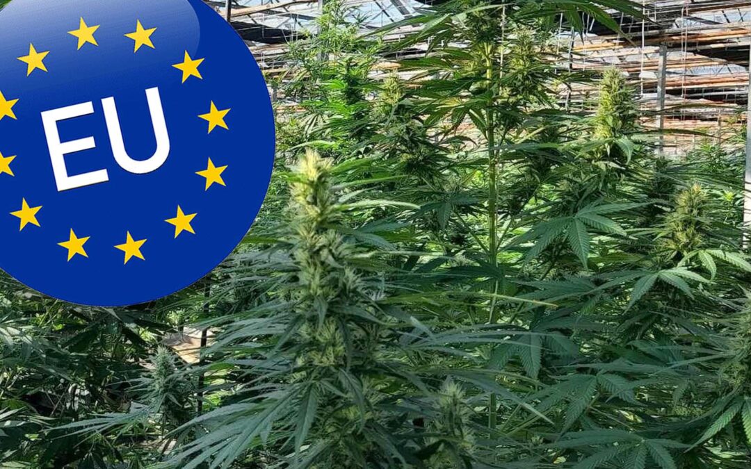 The THC Revolution in Europe: How CBD Seed Europe is Leading the Charge