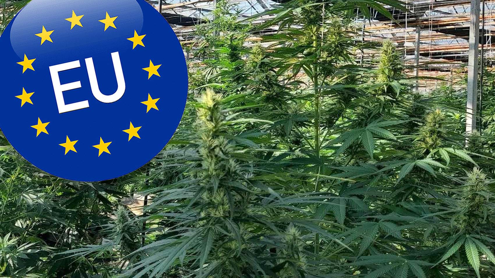 cbd-seed-europe-grow-2023-indoor-eu-24